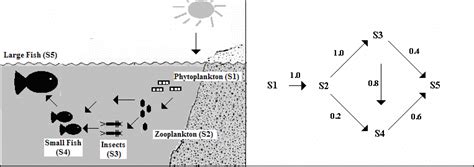 1. Generalized aquatic food web with an associated modelling schematic... | Download Scientific ...