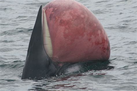 Dead whale with bloated tongue : natureismetal