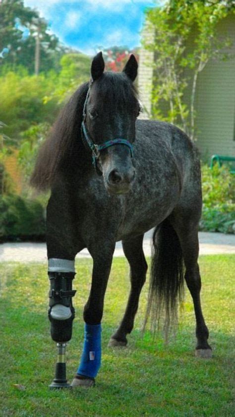 15 Animals Who Were Given A Second Chance With The Help of Prosthetic Limbs (With images ...