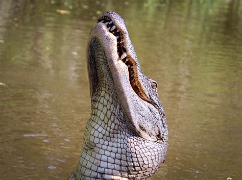 Close Up of Alligator Head · Free Stock Photo