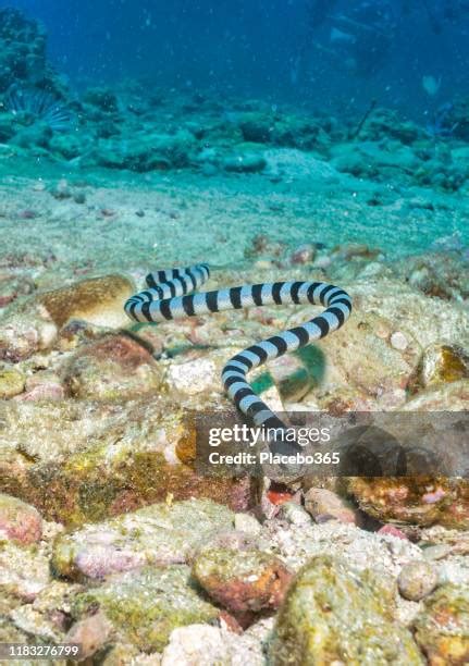 200 Krait Snake Stock Photos, High-Res Pictures, and Images - Getty Images