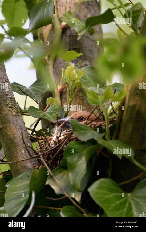 breeding... Hawfinch ( Coccothraustes coccothraustes ), female, adult bird on nest Stock Photo ...