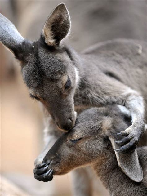 The 25 Cutest Animal Kisses