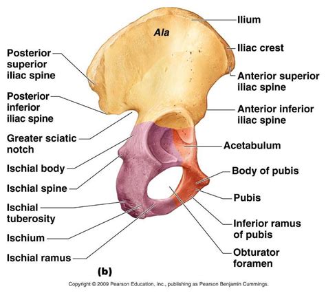 UPPER APPENDICULAR SKELETON week #5 Flashcards | Easy Notecards