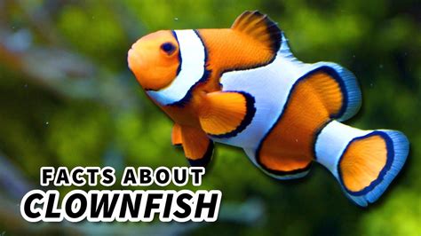 Clownfish Facts: the FISH from FINDING NEMO (sort of) 🐠 - YouTube