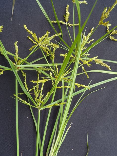 Cyperus iria - Alchetron, The Free Social Encyclopedia