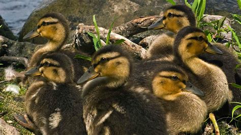 Mallard ducklings by MichelLalonde on DeviantArt