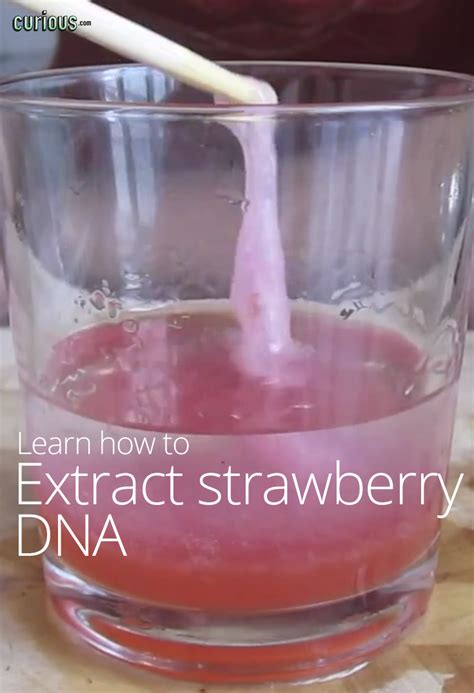 How to Extract Strawberry DNA