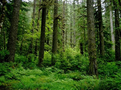 temperert regnskog – Store norske leksikon