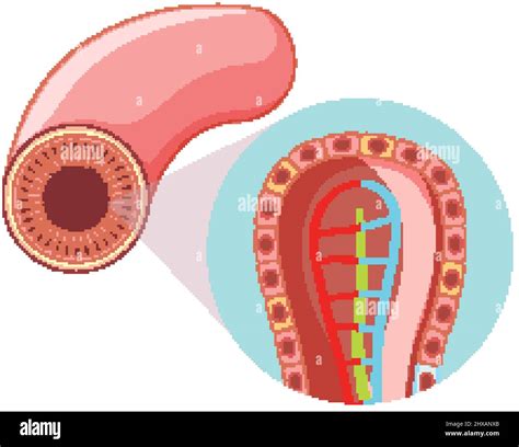 Diagram showing intestinal villus structure illustration Stock Vector ...