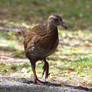 Weka - Facts, Diet, Habitat & Pictures on Animalia.bio