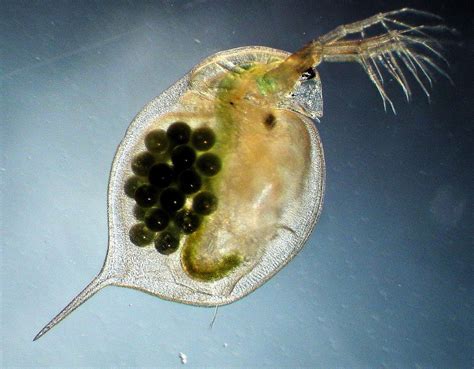 Daphnia (Daphnia Magna) | Tropical Fish Keeping