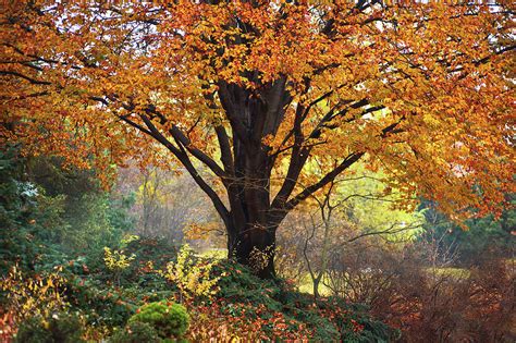 Autumn Glory of Beech Tree Photograph by Jenny Rainbow - Fine Art America