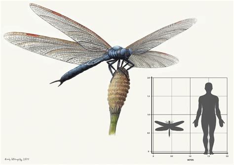 Six wings and giants -the earliest fliers and largest insects that ever lived — Ecosystems in ...