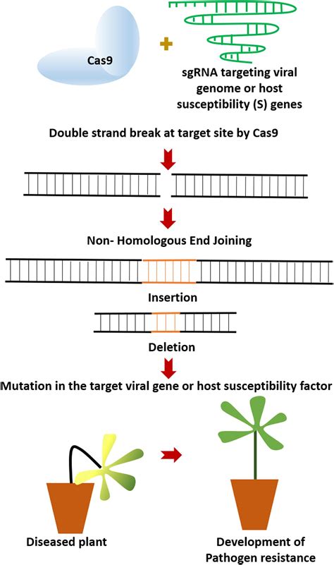 Crispr Cas9 In Plants