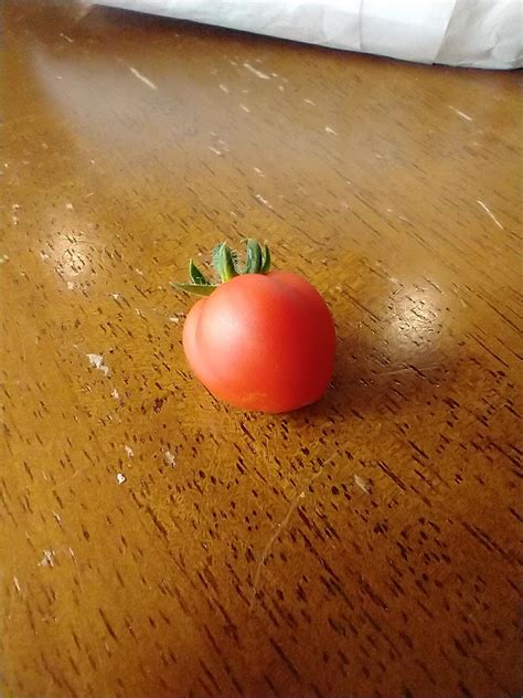 My first aero garden tomato! : r/plant