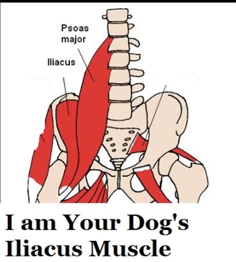 Hip Anatomy Iliopsoas Muscle