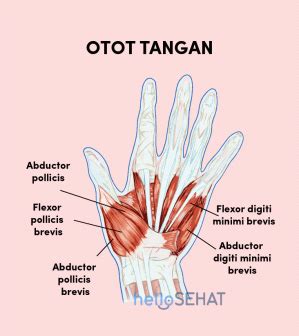 Anatomi Otot Opponens Pollicis Pada Tangan Manusia Anatomi Tutorial ...