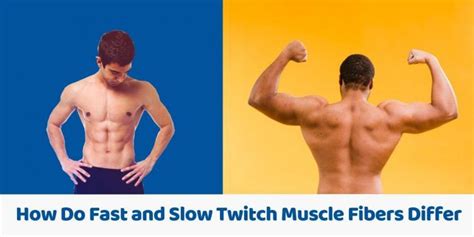 How Do Fast and Slow Twitch Muscle Fibers Differ – MMA Life