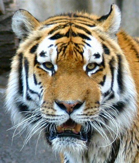 Animals often show mirror or bilateral symmetry, like this tiger.