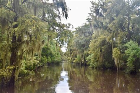 Louisiana Swamps | Airboat Adventures