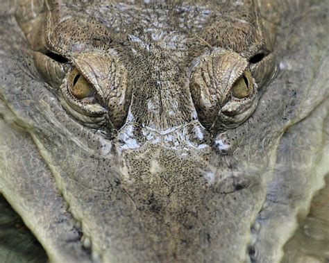 Crocodile Eyes | Taken at Colchester Zoo | Paul Bugbee | Flickr