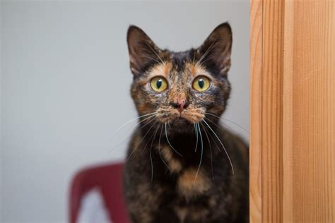 VIDEO: "SOS" appeal for homes as Fife shelter warns it is running out of room for abandoned cats ...