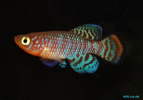 Nothobranchius rachovii killifish species profile >> killi.co.uk