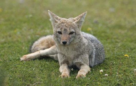 South American Grey Fox | South america animals, Pet fox, Animals