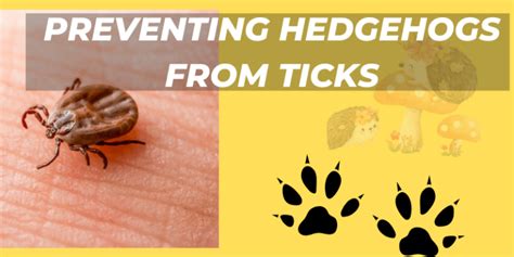 Preventing Hedgehogs from Ticks: Effective Strategies for a Tick-Free Environment