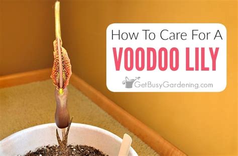 Voodoo Lily Care (Tips On Growing The Voodoo Plant)