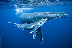 Annual Humpback Whale Migration – East Coast Australia - Ocean Life ...