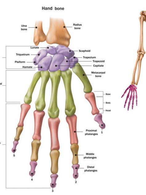 Diagrama de hueso de la mano Tabla de colores - Etsy España