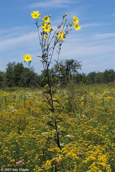 Helianthus giganteus (Giant Sunflower): Minnesota Wildflowers