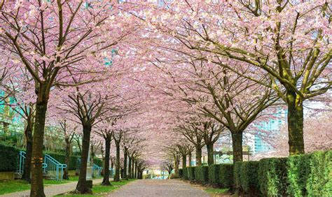 8 Gorgeous Places to Enjoy Cherry Blossoms in Kitsilano and Vancouver ...