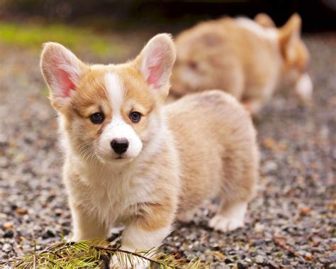 pembroke welsh corgi puppies | Welsh corgi puppies, Corgi dog, Baby corgi