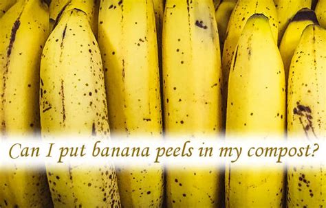 Can I put banana peels in my compost? You can and you should. - Rolypig