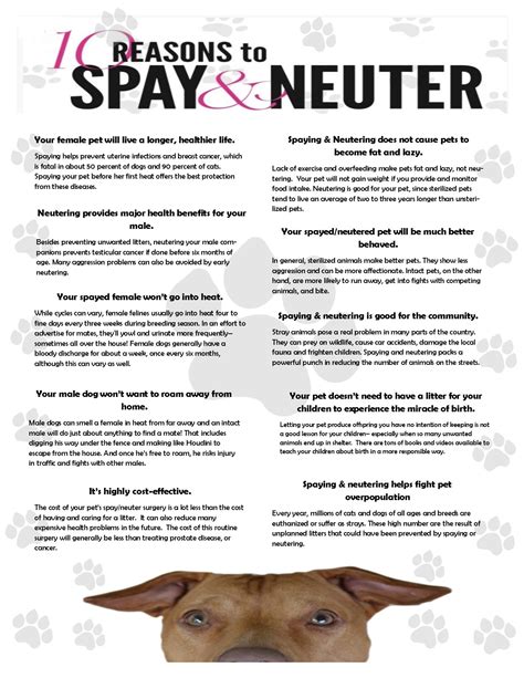 10 Reasons to Spay Neuter | FTTF