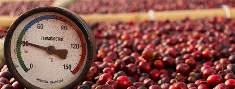 Brazil 2023 Coffee Harvest: The Country Is Back to Business (as Usual)