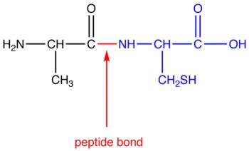 Peptide Bond | Class Eleven Biology