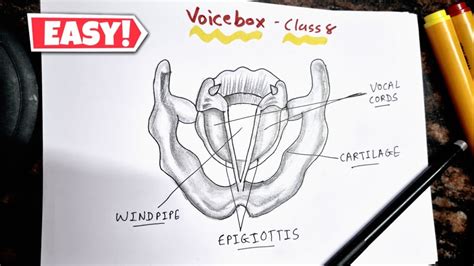 Human Voice Box Diagram