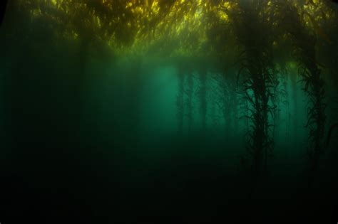 Kelp Forest Wallpapers - Wallpaper Cave