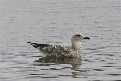 Birding Copenhagen: Caspian Gull juvenile