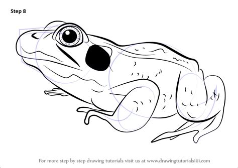 Learn How to Draw a Green Frog (Amphibians) Step by Step : Drawing Tutorials