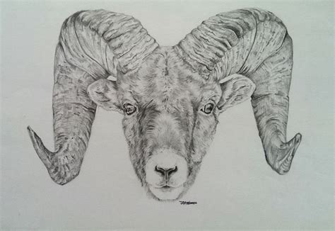 SALE Ram Head Drawing (Original) | Pencil drawings of animals, Ram ...