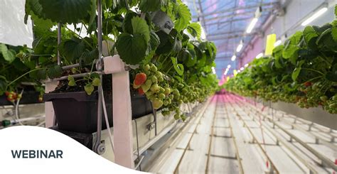 New Research! Impact of Light Quality on Strawberry Production - Fluence