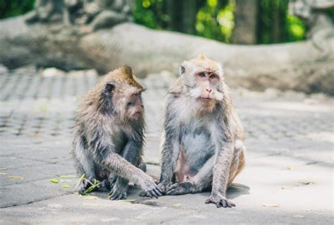 Ubud monkey forest & Uluwatu monkey temple in Bali | Sunshine Seeker