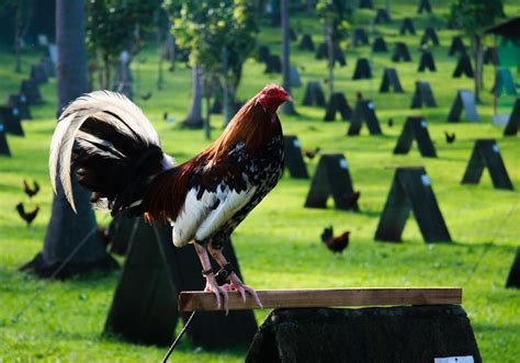 American Gamefowl (1) - Rooster Gen