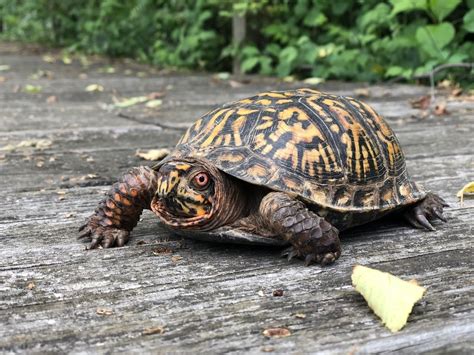 Get to Know the Eastern Box Turtle — Reflection Riding | Chattanooga nature center, native plant ...