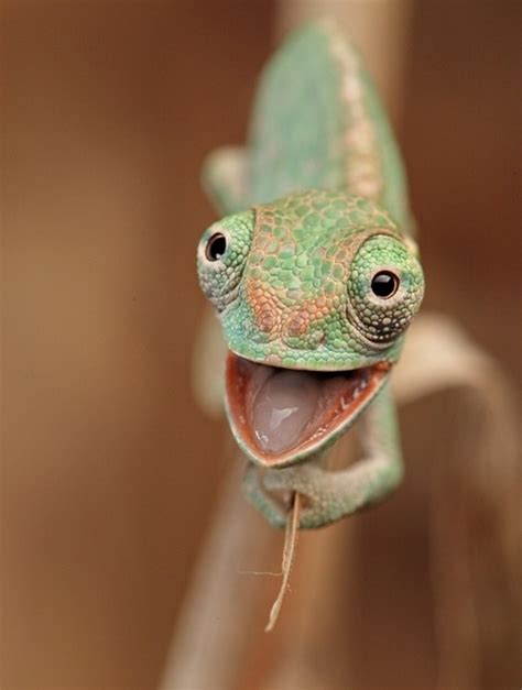 66 best images about Chameleons, Chameleon, Lizard, 150 different kinds ...